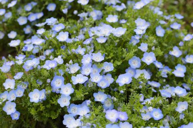 Nemophila Çiçeği, The Expo 70 Anma Parkı, Osaka, Japonya