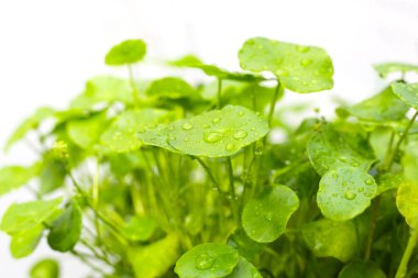 Centella asiatica (gotu kola). Taze yeşil yapraklı bitki arka planı.