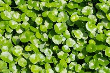 Centella asiatica (gotu kola). Bitkisel ilaç fabrikası