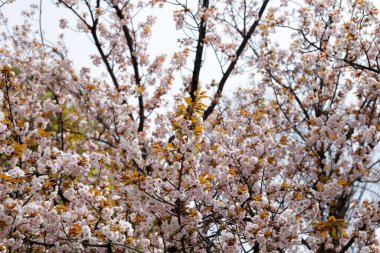 Sakura çiçeklerinin dalları, kiraz çiçekleri.