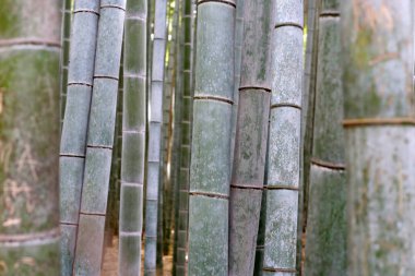 Arashiyama Bambu Ormanı, Bambu Korusu Kyoto, Japonya