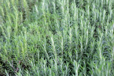 Biberiye, bahçede taze bitki.