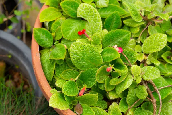 Episcia Cupreata bitkisi tencerede