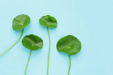 Taze centella asiatica yaprakları. Gotu kola bitkisi