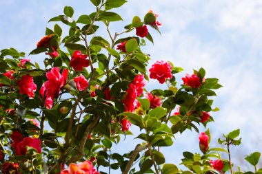 Ağaçtaki güzel kamelya çiçeği. Japonya, Osaka 'daki Expo 70 Anma Parkı.