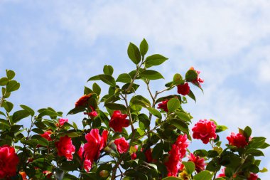 Ağaçtaki güzel kamelya çiçeği. Japonya, Osaka 'daki Expo 70 Anma Parkı.