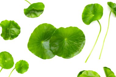 Taze centella asiatica yaprakları. Gotu kola bitkisi