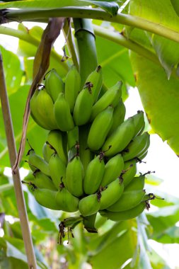 Muz ağacından sarkan taze yeşil muzlar.