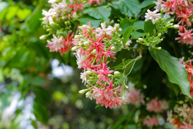 Çin Bal Emici, Rangoon Sarmaşığı, Sarhoş Denizci.