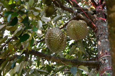 Durian meyvesi ağaçta, Tayland duri meyve bahçesi