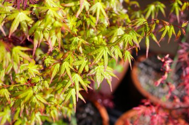Japon akçaağacı, güzel yapraklar.