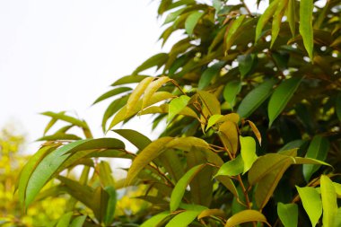 Bahçede Durian ağacı