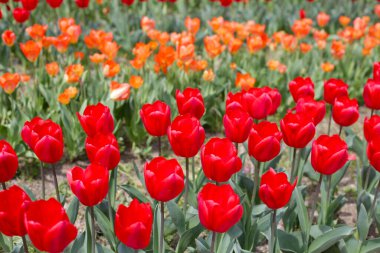Güzel lale çiçeği bahçesi. Japonya, Osaka 'daki Expo 70 Anma Parkı.