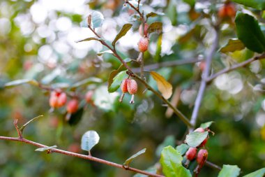 elaeagnus pungens meyveleri, dikenli zeytin
