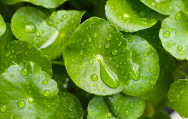 Yeşil Centella asiatikası ve yağmur damlası (Gotu Kola) Taze bitki