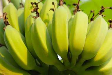 Muz ağacından sarkan taze yeşil muzlar.