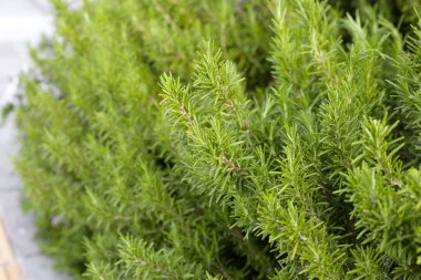 Biberiye, bahçede taze bitki.