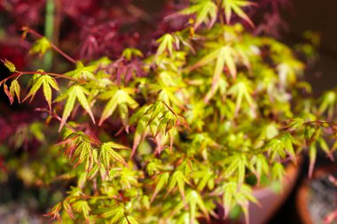 Japon akçaağacı, güzel yapraklar.