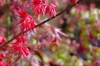 Japon akçaağacı, güzel yapraklar.