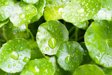 Yeşil Centella asiatikası ve yağmur damlası (Gotu Kola) Taze bitki