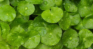 Yeşil Centella asiatikası ve yağmur damlası (Gotu Kola) Taze bitki