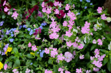 Bahçede güzel pansy çiçekler