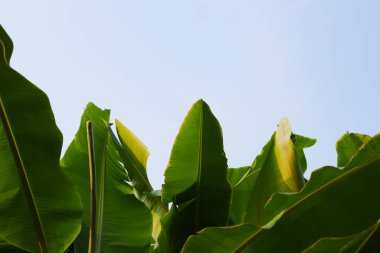 yeşil muz yaprakları