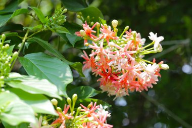 Çin Bal Emici, Rangoon Sarmaşığı, Sarhoş Denizci.