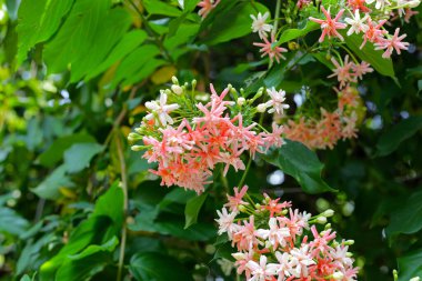 Çin Bal Emici, Rangoon Sarmaşığı, Sarhoş Denizci.