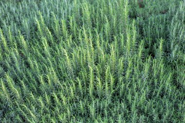 Biberiye, bahçede taze bitki.