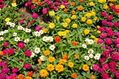 Bahçedeki zinnia çiçeği