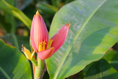 Yeşil yapraklı pembe muz çiçeği.