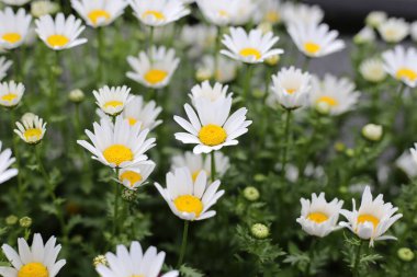 Güzel beyaz papatya. Çiçek arkaplanı