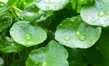 Yeşil Centella asiatikası ve yağmur damlası (Gotu Kola) Taze bitki