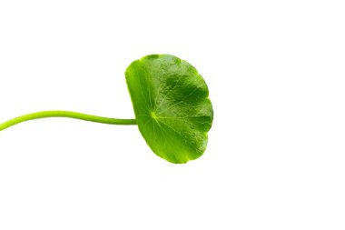 Taze centella asiatica yaprakları. Gotu kola bitkisi