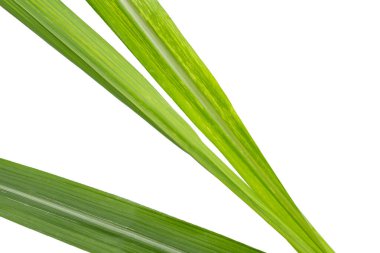 Beyaz arkaplanda şeker kamışı yaprakları.