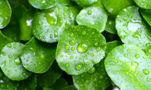 stock image Green leaves of centella asiatica with rain drop (Gotu Kola) Fresh herb plant