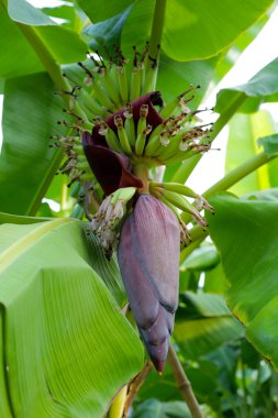 Muz ağacından sarkan taze yeşil muzlar.