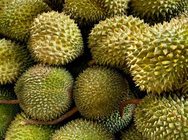 Durian meyvesi, Lezzetli tropik meyve