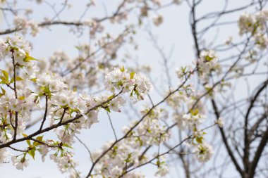 Sakura çiçeklerinin dalları, kiraz çiçekleri.