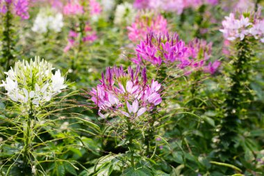 Parktaki Cleome Spinosa çiçeği