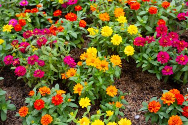 Bahçedeki zinnia çiçeği