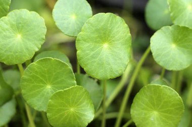 Centella asiatica (gotu kola). Taze yeşil yapraklı bitki arka planı.