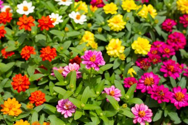 Bahçedeki zinnia çiçeği