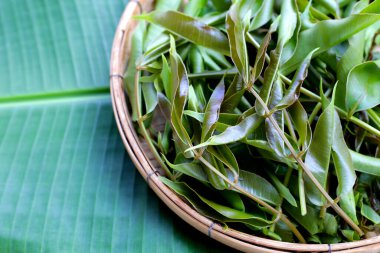 Genç domuz eriği yaprakları