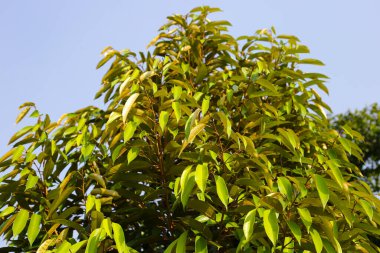 Bahçede Durian ağacı