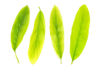 Beyaz arkaplanda yeşil galangal yaprakları.