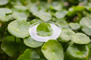 Centella asiatica (gotu kola). Taze yeşil yapraklı bitki arka planı.