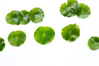 Taze centella asiatica yaprakları. Gotu kola bitkisi