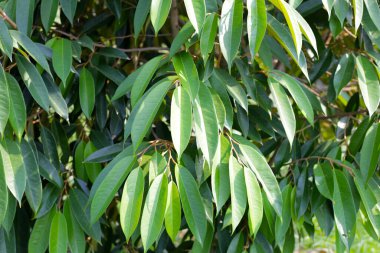 Bahçede Durian ağacı